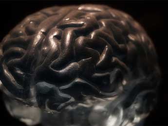 Американские ученые нашли способ сохранять мозг живым 36 часов вне тела