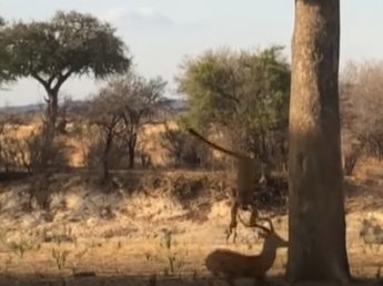 Турист снял на видео неожиданную атаку леопарда с дерева