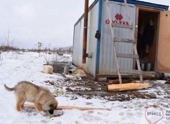 В приюте под Боровском мерзнут и голодают брошенные собаки