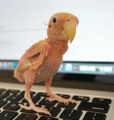 В мире животных