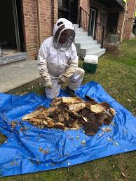 Пчелы прятались под потолком квартиры и заготовили 45 килограммов меда