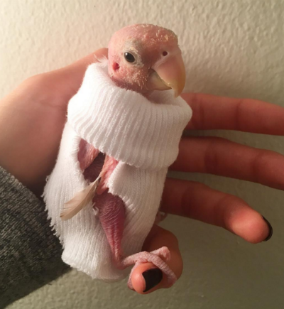 В мире животных