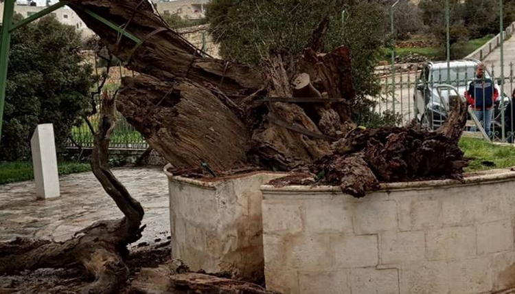 В Палестине сбылось роковое пророчество о конце света: рухнул дуб Авраама (ФОТО, ВИДЕО)