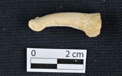 На Филиппинах нашли останки нового вида древних людей (ФОТО)