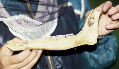 Скелет чудовища был найден на дне ледяного озера в Якутии - фото 1