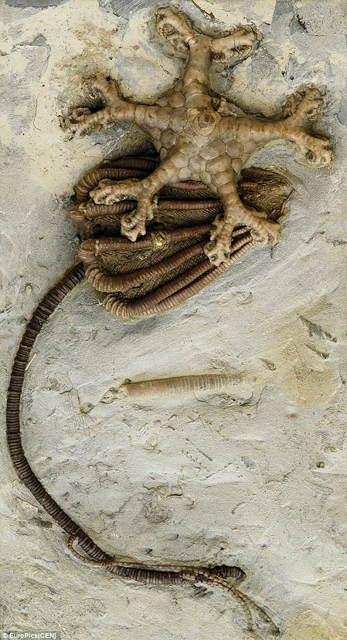 В Швейцарии из музея украли прототип "Чужого" возрастом 300 млн лет
