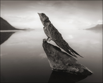 Найдено озеро, превращающее животных в камень - фото 4