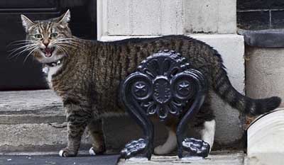 Главного кота Британии уволили за безделье