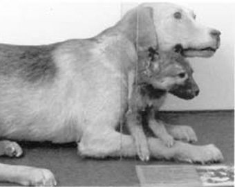 Самые сумасшедшие ученые в истории человечества