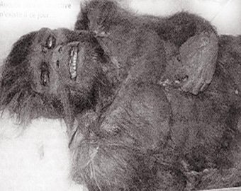 Человекообезьяны. Как советские учёные скрещивали животных и людей