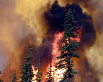 Ученые объяснили неизбежность лесных пожаров