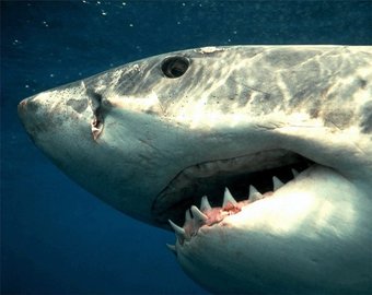 Украинский ученый Евгений Губанов: "Опасные акулы через 10 лет появятся у берегов Крыма!"