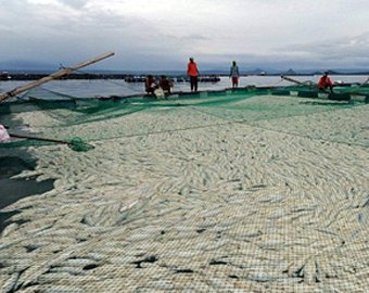 На Филиппинах загадочно гибнут рыбы