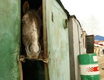 Жестокий бизнес на конных прогулках в столице: после летнего сезона владельцы лошадей отправляют их на бойню