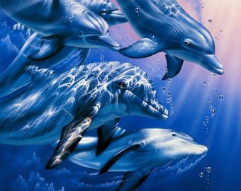 Сто тысяч дельфинов словно сошли с ума
