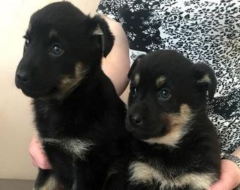 "Все маньяки начинали с животных"