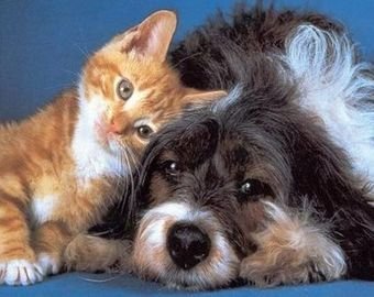 Ложный доктор Айболит