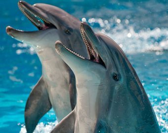 А дельфины добрые, а дельфины мертвые…