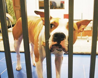 Отдам стаффу трехкомнатную хату