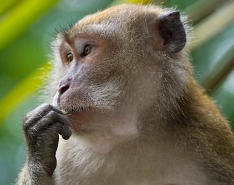 Экзотический бизнес. История про шестьдесят макак и черный пиар