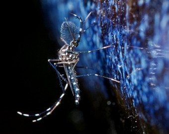 Кусаки-убийцы. Чем могут заразить самые обычные комары