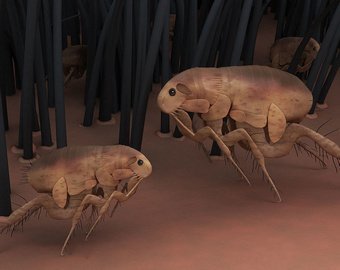 Чёрная смерть. Эпидемия, разрушившая целый континент