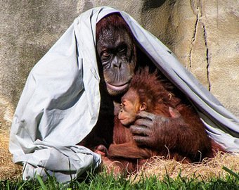 О чем себе думают эти животные?