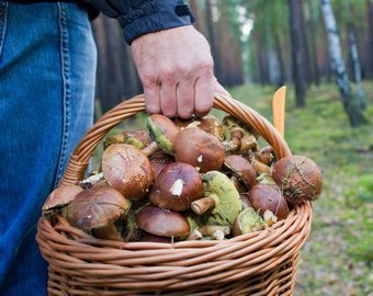 «Белый гриб может оказаться целой химической ретортой!»