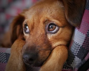 Как защитить собаку от догхантеров: советы врача-ветеринара из ВАО