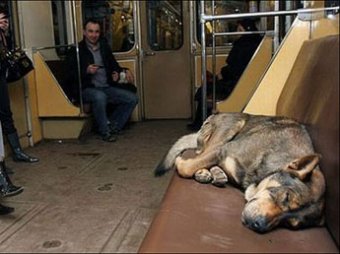 В Москве запретят провоз в транспорте незарегистрированных животных