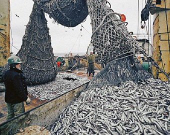 Рыба исчезнет из морей и океанов к 2050 году
