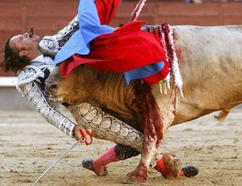 В Мадриде бык поднял матадора на рога, проткнув тому подбородок