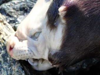 Неизвестное науке "ужасное" животное найдено в Канаде
