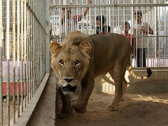 В тамбовском зоопарке львица напала на 4-летнюю девочку