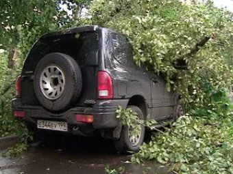7 человек пострадали в результате падения деревьев в Москве