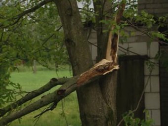 В Подмосковье упавшим во время урагана деревом убило девушку
