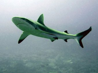 Российское побережье атакуют акулы