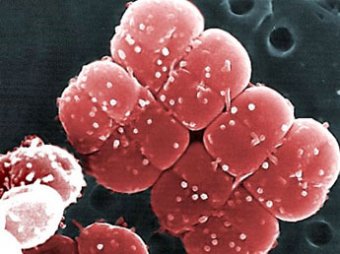 Обнаружены микробы, являющиеся источниками жизни на Земле