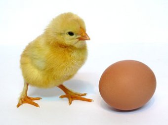 Британские ученые дали ответ на вопрос "яйцо или курица"