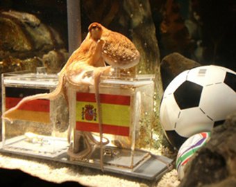 Осьминог-оракул предсказал результат матча Германия — Испания
