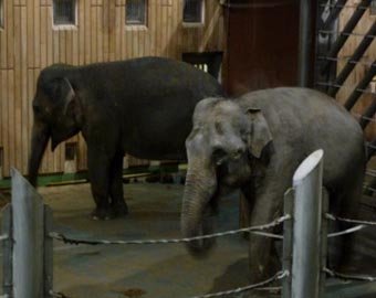 На Московский зоопарк подан иск на 4 млн