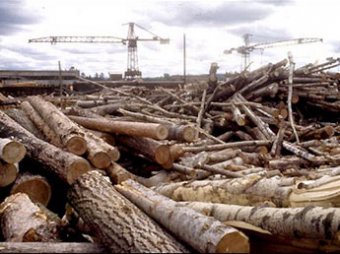 "Единая Россия" просит Медведева приостановить вырубки Химкинского леса