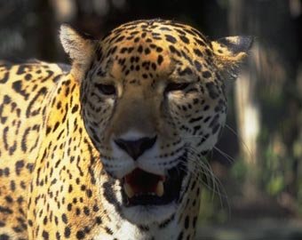 Дрессировщик отделался условным сроком за нападение леопарда на ребенка
