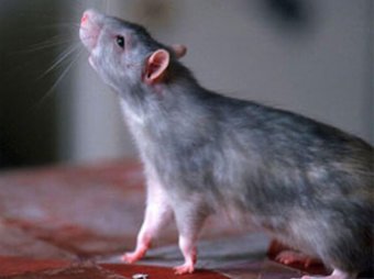 Гигантские крысы атакуют британцев