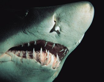 В желудке пойманной акулы нашли фрагменты человека