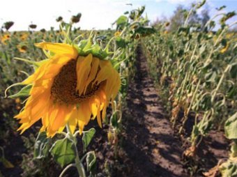 Цены на подсолнечное масло взлетят вслед за гречкой