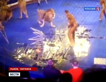 Во Львове цирковые львы напали на дрессировщика