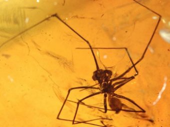 Найдено янтарное кладбище насекомых, живших 50 млн лет назад