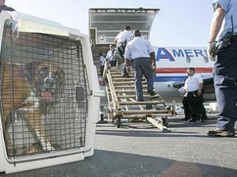 Террористы готовят собак-смертниц для подрывов самолетов