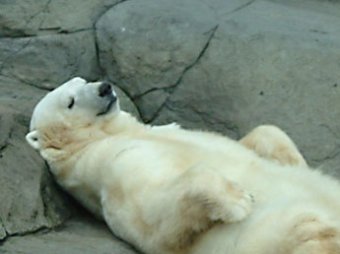 Неизвестный устроил охоту на белого медведя в Московском зоопарке